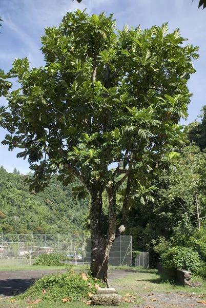 世界上竟然有炸弹树 果实威力近似小型手雷