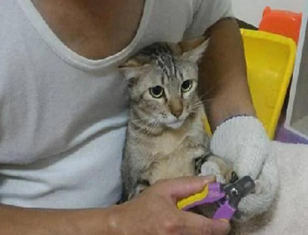 女子收养一只流浪猫 老公嫌弃 第二天她看到这幕却笑喷了!
