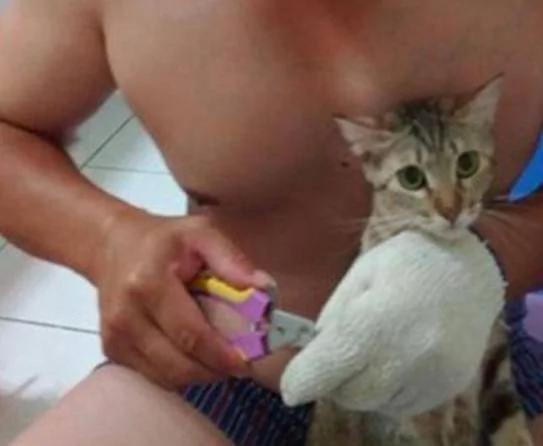 女子收养一只流浪猫 老公嫌弃 第二天她看到这幕却笑喷了!