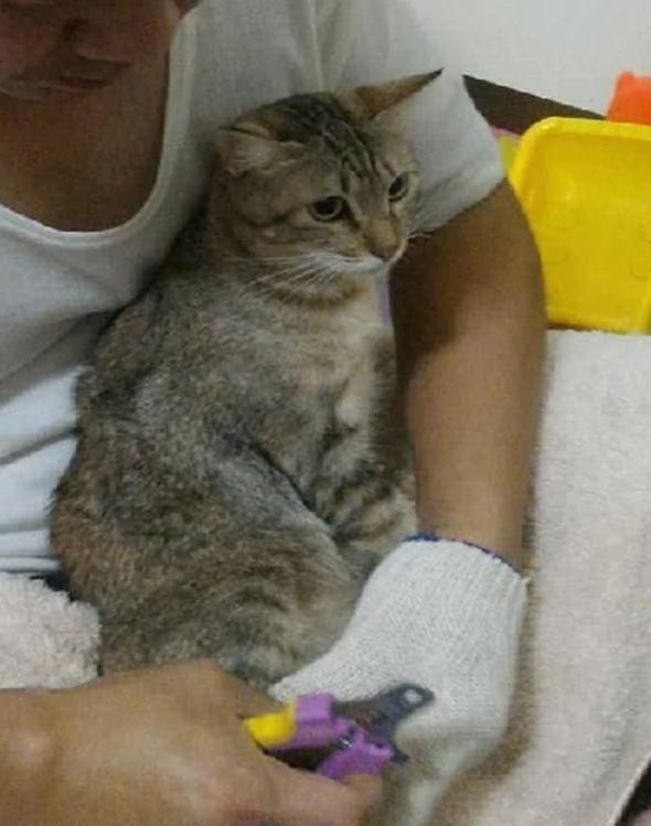 女子收养一只流浪猫 老公嫌弃 第二天她看到这幕却笑喷了!