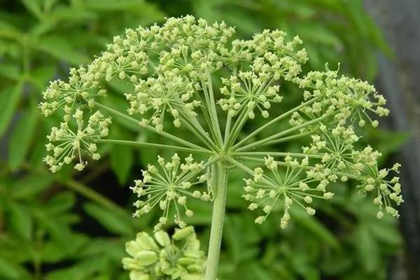 这些中药不贵 抗癌却属一流!今日收藏 终身受益!