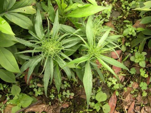 这些中药不贵 抗癌却属一流!今日收藏 终身受益!