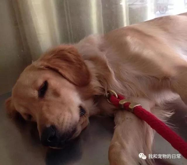 一个小伙子送来一只大金毛给我们家寄养 结果一个月后才发现是骗局!
