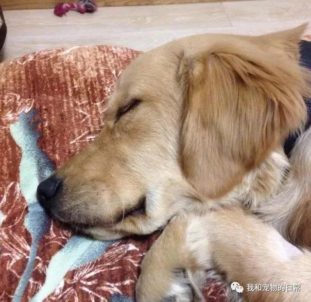 一个小伙子送来一只大金毛给我们家寄养 结果一个月后才发现是骗局!