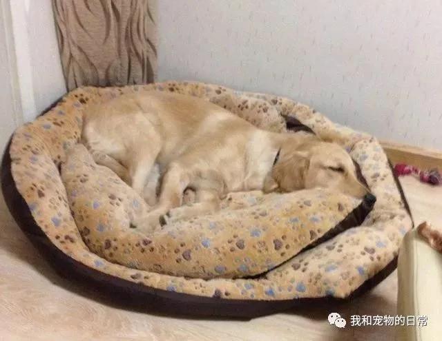 一个小伙子送来一只大金毛给我们家寄养 结果一个月后才发现是骗局!