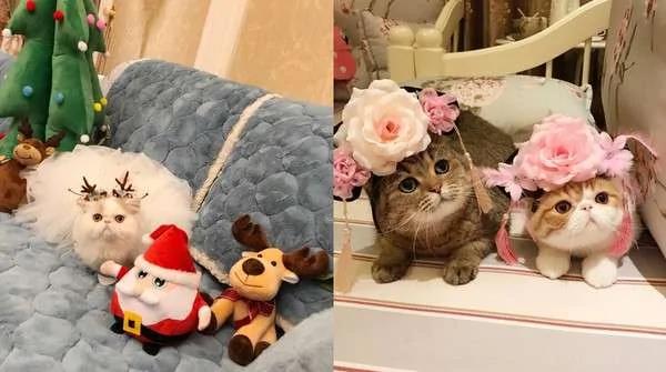 猫咪戴“辛巴帽”昭告天下它是狮子王 但那张馒头脸让大家笑翻!