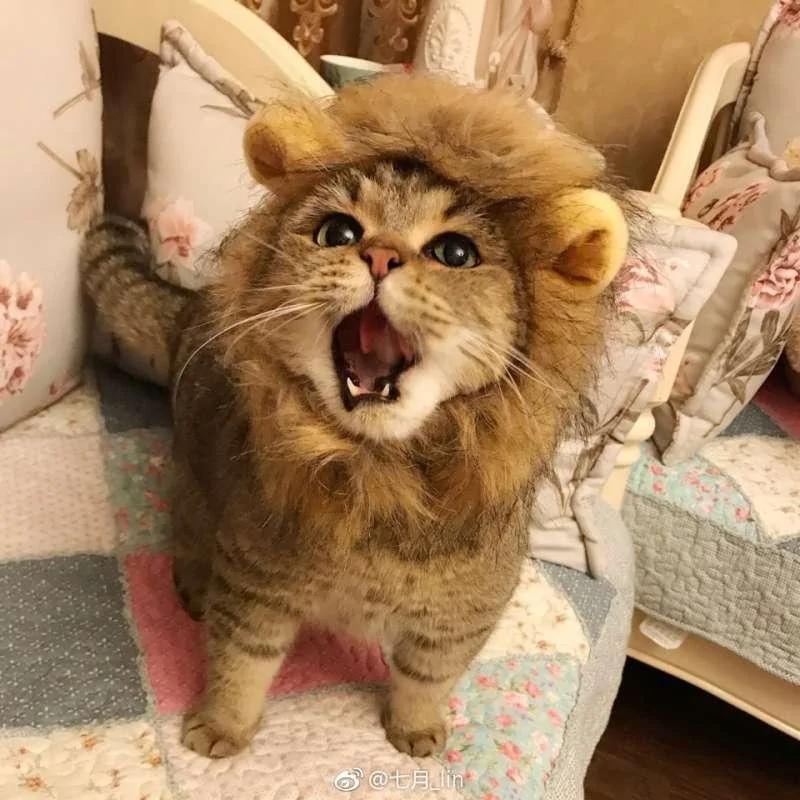 猫咪戴“辛巴帽”昭告天下它是狮子王 但那张馒头脸让大家笑翻!