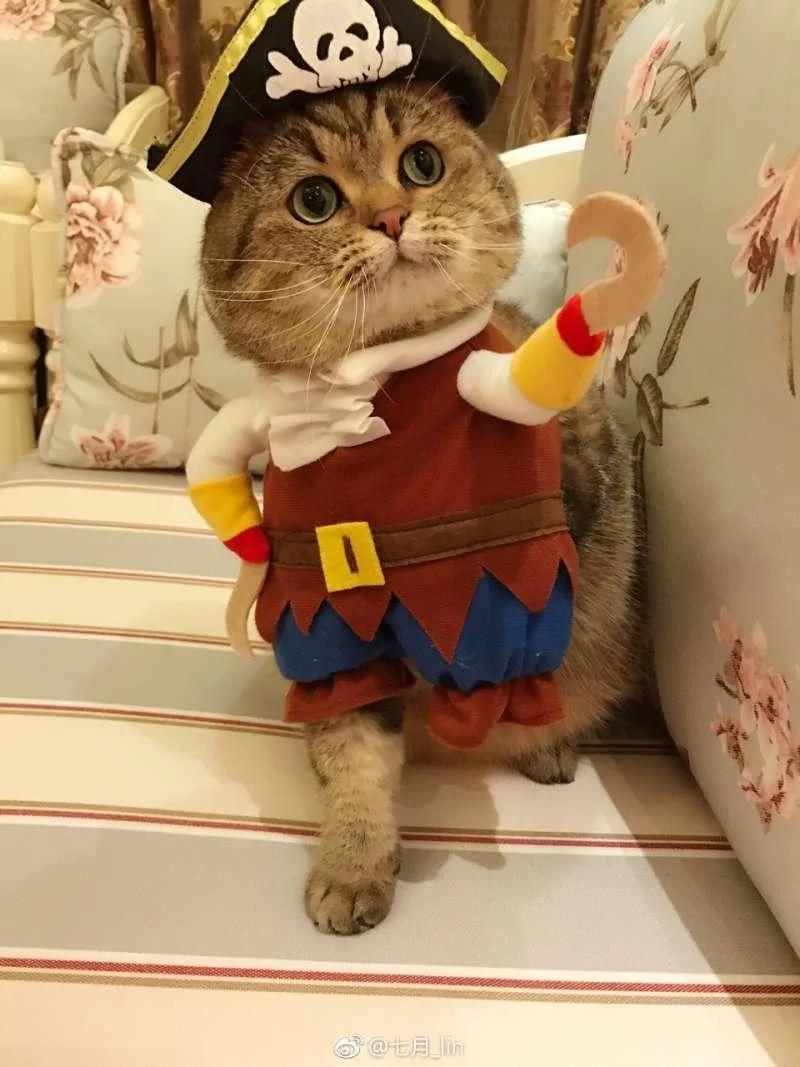 猫咪戴“辛巴帽”昭告天下它是狮子王 但那张馒头脸让大家笑翻!