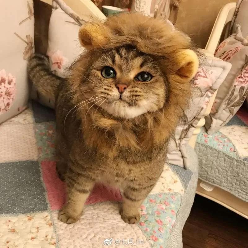 猫咪戴“辛巴帽”昭告天下它是狮子王 但那张馒头脸让大家笑翻!