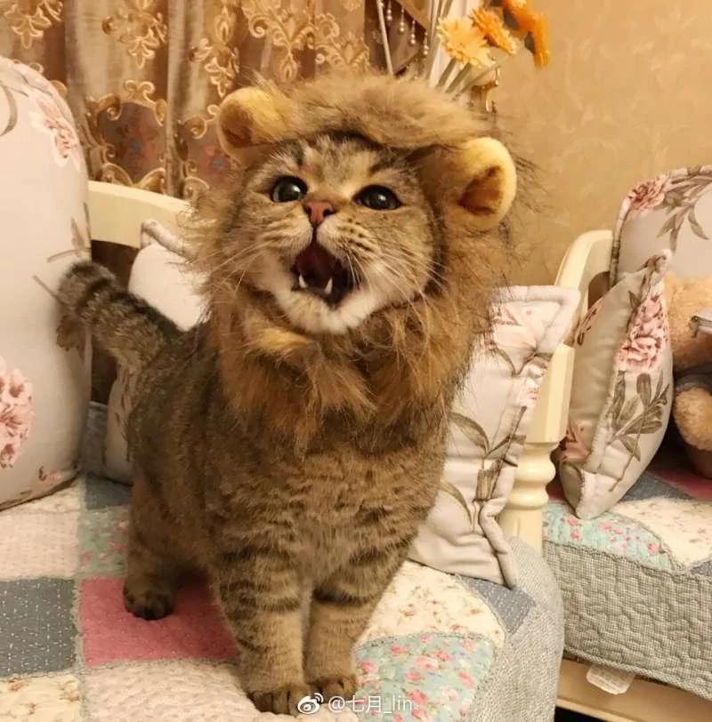 猫咪戴“辛巴帽”昭告天下它是狮子王 但那张馒头脸让大家笑翻!