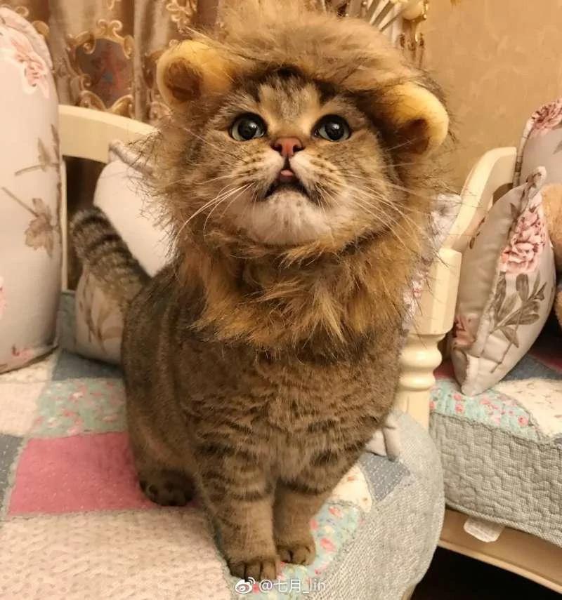猫咪戴“辛巴帽”昭告天下它是狮子王 但那张馒头脸让大家笑翻!