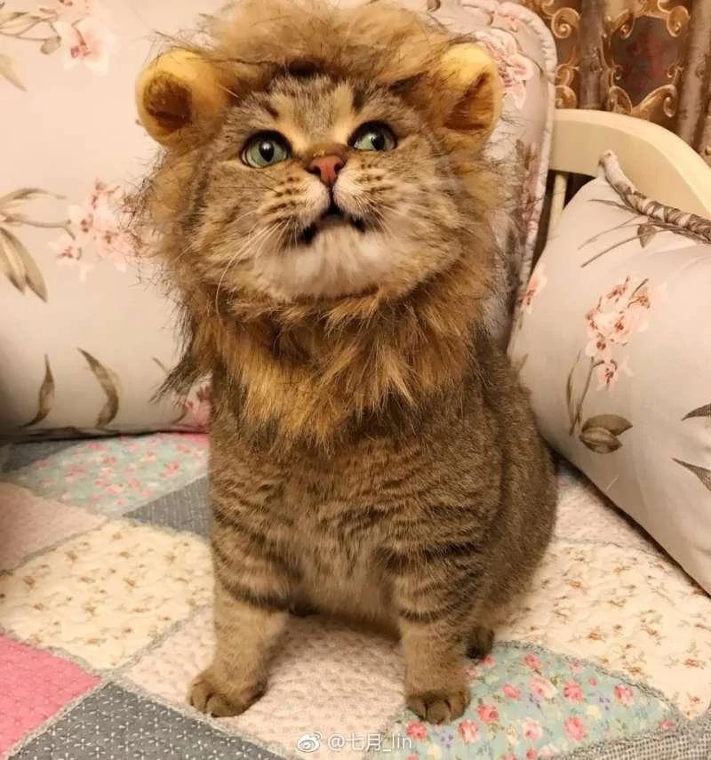 猫咪戴“辛巴帽”昭告天下它是狮子王 但那张馒头脸让大家笑翻!