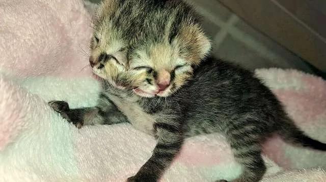 猫妈妈生下“有2张脸”的猫宝宝 志工喂食的惊讶发现 让网友都爱上它!