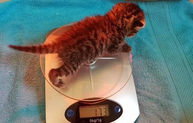 猫妈妈生下“有2张脸”的猫宝宝 志工喂食的惊讶发现 让网友都爱上它!