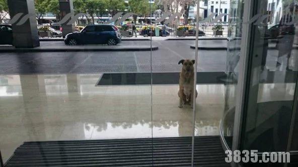 阿根廷流浪狗 坚持不懈在饭店外守候德国空姐 终于被领回家