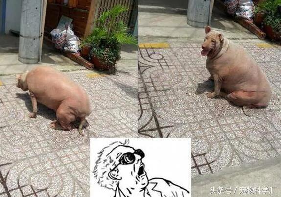 送一只狗狗给奶奶 饲养几年过后 狗狗变成一个“大胖子”