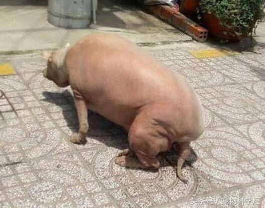送一只狗狗给奶奶 饲养几年过后 狗狗变成一个“大胖子”