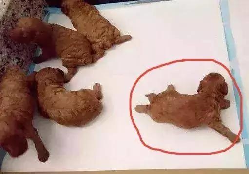 狗妈妈多次把亲生孩子扔进垃圾桶?背后的原因却很暖心