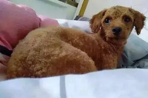 狗妈妈多次把亲生孩子扔进垃圾桶?背后的原因却很暖心