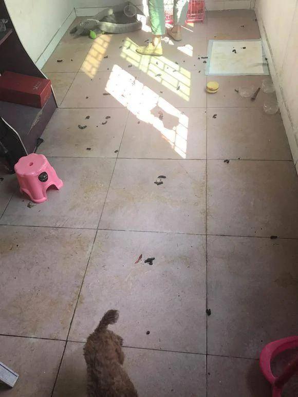 网友出国旅游 将泰迪独自放在家中 一只狗生活了半个月