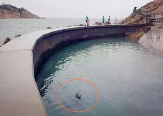 海象在游客做出这个动作后 抱住他拖入水底!