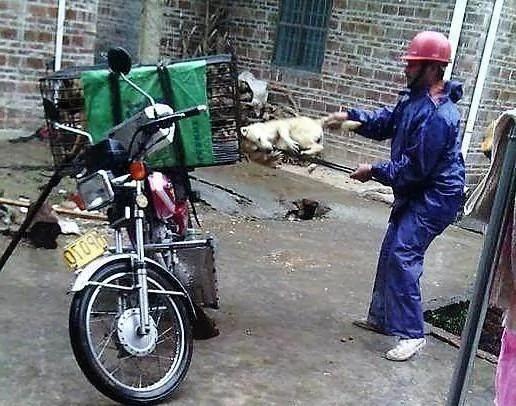 狗狗知道即将被主人卖给狗贩 眼神令人心碎!