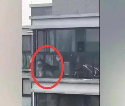 怕狗狗拆家 主人把二哈栓阳台 结果勒死了!