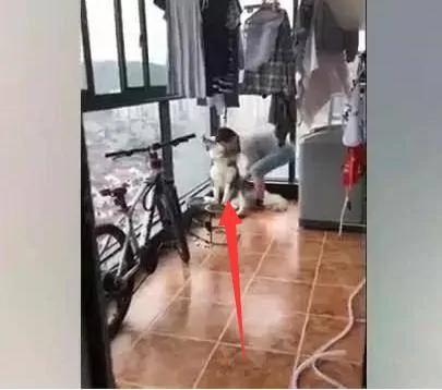怕狗狗拆家 主人把二哈栓阳台 结果勒死了!