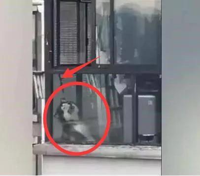 怕狗狗拆家 主人把二哈栓阳台 结果勒死了!