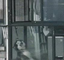 怕狗狗拆家 主人把二哈栓阳台 结果勒死了!