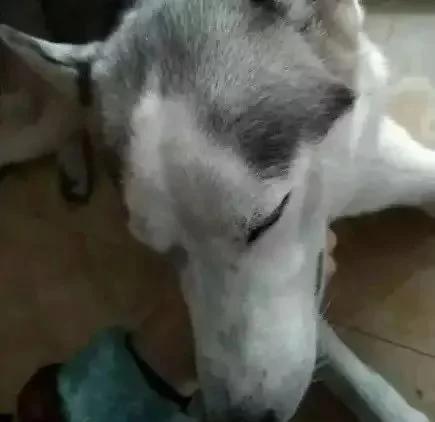 奶奶打电话说哈士奇昏迷不醒 送医院检查才知道吃了安眠药!
