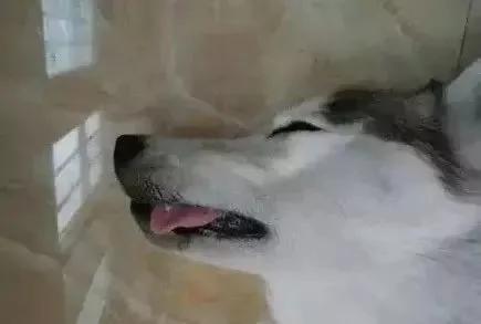 奶奶打电话说哈士奇昏迷不醒 送医院检查才知道吃了安眠药!