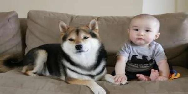 宝宝与柴犬的合照太可爱了!萌翻网友啊!
