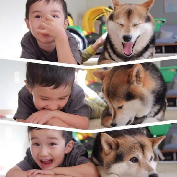 宝宝与柴犬的合照太可爱了!萌翻网友啊!