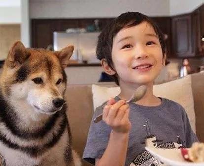 宝宝与柴犬的合照太可爱了!萌翻网友啊!