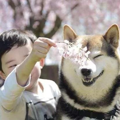 宝宝与柴犬的合照太可爱了!萌翻网友啊!