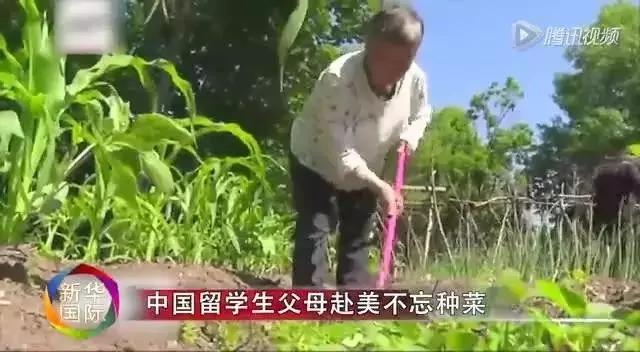 东方神秘力量惊呆老外:无论到哪中国人都能种菜