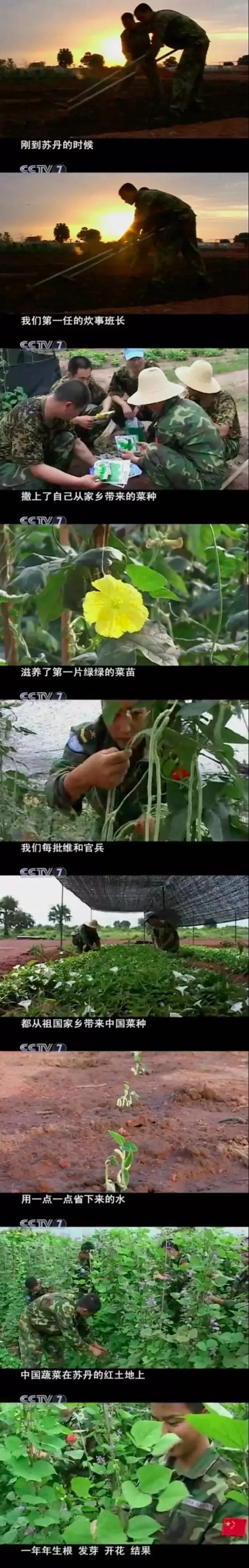 东方神秘力量惊呆老外:无论到哪中国人都能种菜