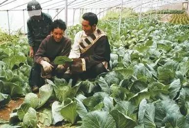 东方神秘力量惊呆老外:无论到哪中国人都能种菜