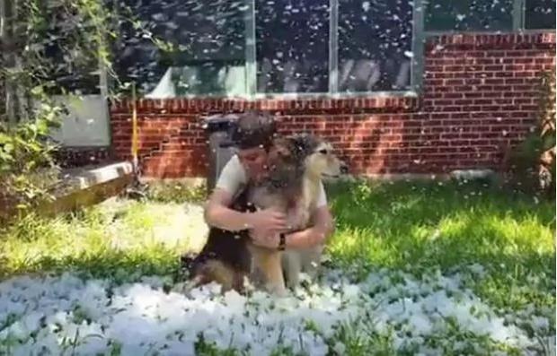 13岁的哈士奇即将安乐死 主人在夏天给它制造了最后一场雪!