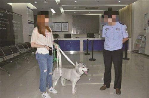 狗狗嫌剃毛太丑离家出走 跑到饭店吃霸王餐 被抓进警察局主人保释!