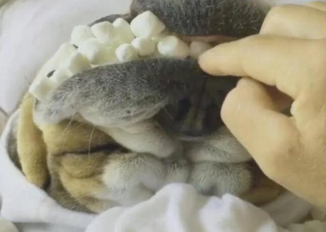 主人趁狗狗睡觉时 把狗嘴塞满棉花糖 做的太绝了!