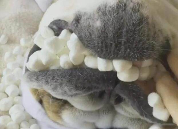 主人趁狗狗睡觉时 把狗嘴塞满棉花糖 做的太绝了!