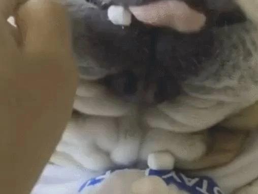 主人趁狗狗睡觉时 把狗嘴塞满棉花糖 做的太绝了!