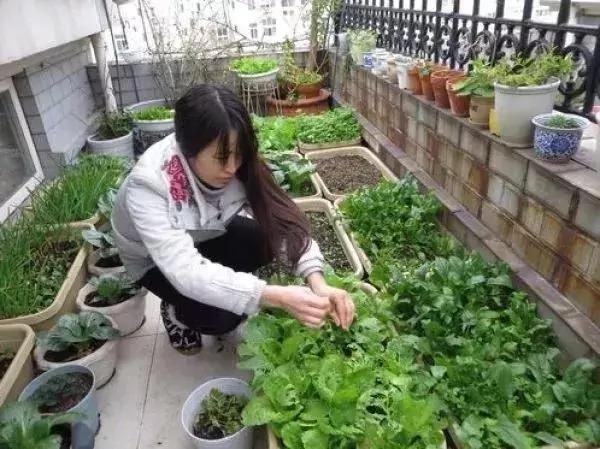 中国爹妈在耶鲁也不忘种菜 老外看傻了