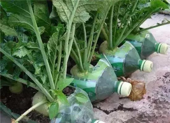 中国爹妈在耶鲁也不忘种菜 老外看傻了