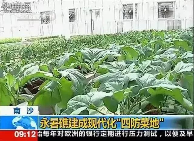 中国爹妈在耶鲁也不忘种菜 老外看傻了