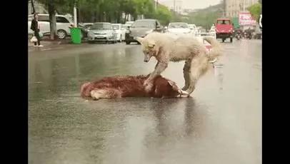 马路上 狗狗因为救不了受伤的同伴 在雨中绝望痛哭!