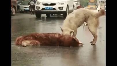 马路上 狗狗因为救不了受伤的同伴 在雨中绝望痛哭!
