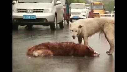 马路上 狗狗因为救不了受伤的同伴 在雨中绝望痛哭!